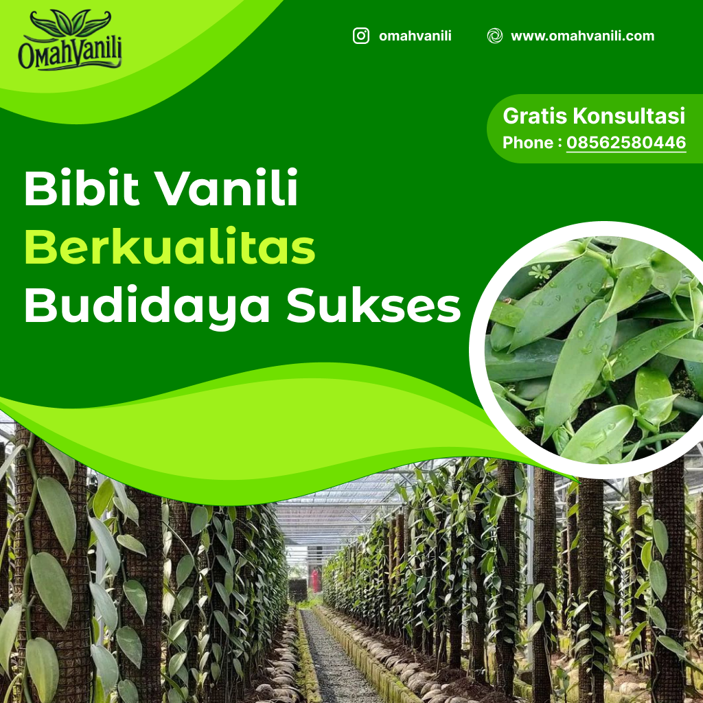 Jual Bibit Vanili Berkualitas Tinggi untuk Budidaya Sukses