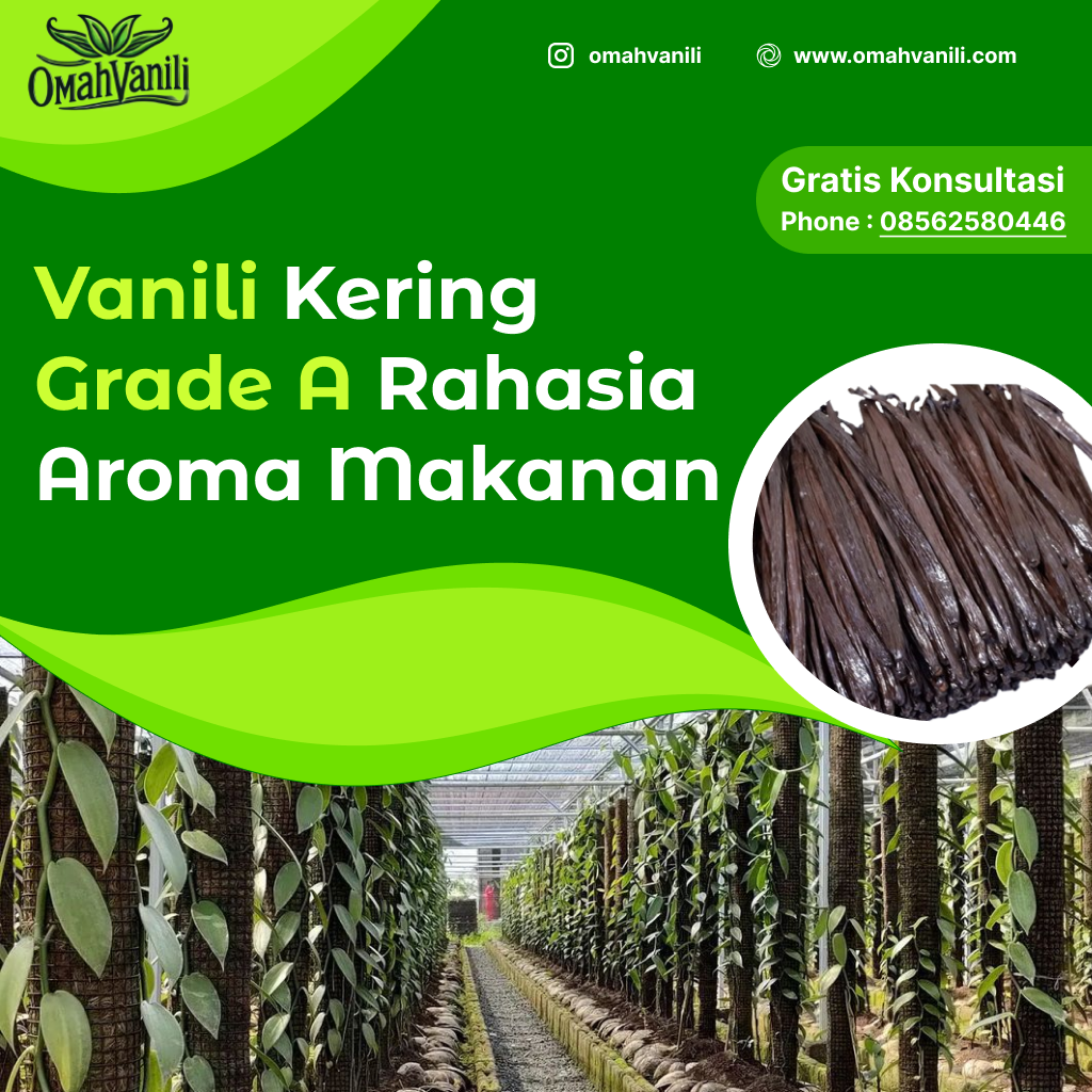 Vanili Kering Grade A: Rahasia Aroma Kaya dalam Masakan Anda
