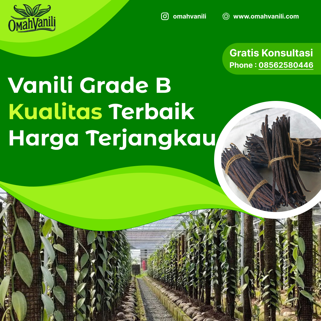 Harga Vanili Grade B: Panduan Lengkap untuk Pembeli Cerdas
