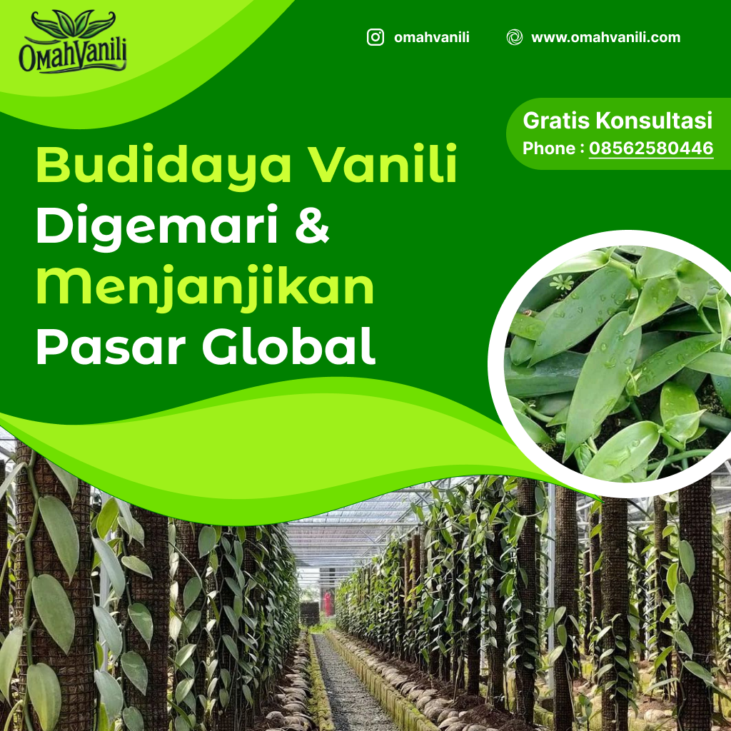 Budidaya Vanili: Semakin Digemari dan Menjanjikan di Pasar Global