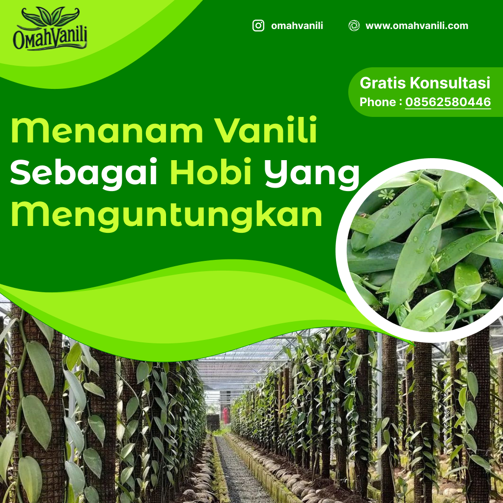 Menanam Vanili Sebagai Hobi yang Menguntungkan: Panduan Lengkap untuk Pemula