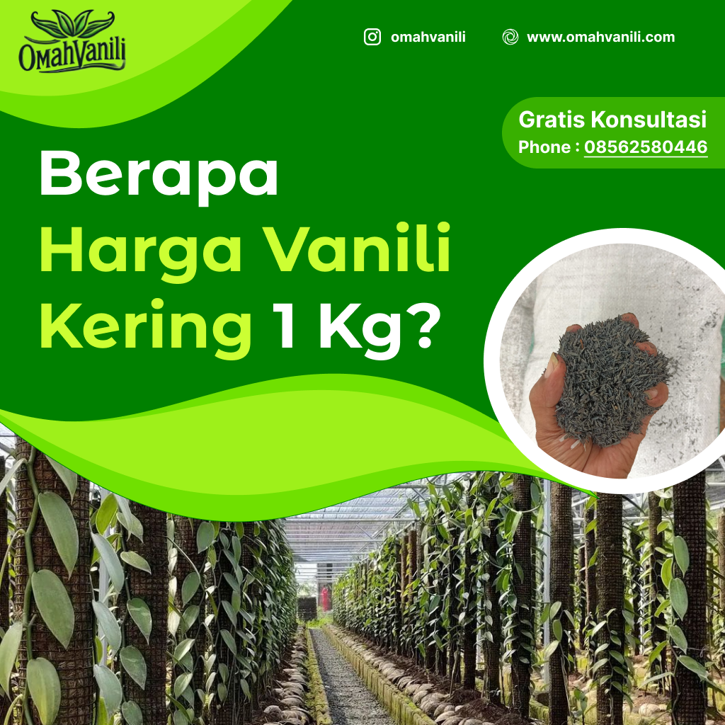 Berapa Harga Vanili Kering 1 Kg?