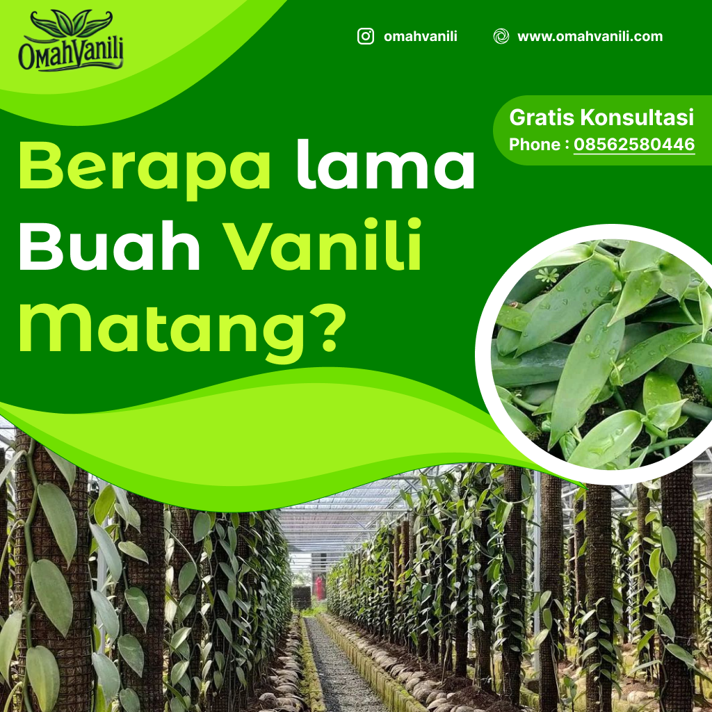Berapa Lama Buah Vanili Matang?