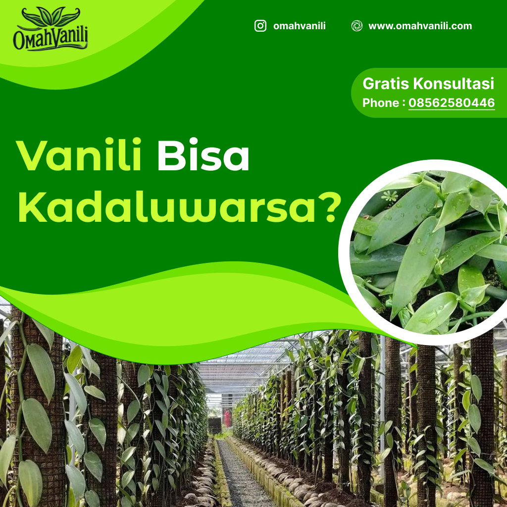 Apakah Vanili Bisa kadaluwarsa? Temukan Jawabanmu