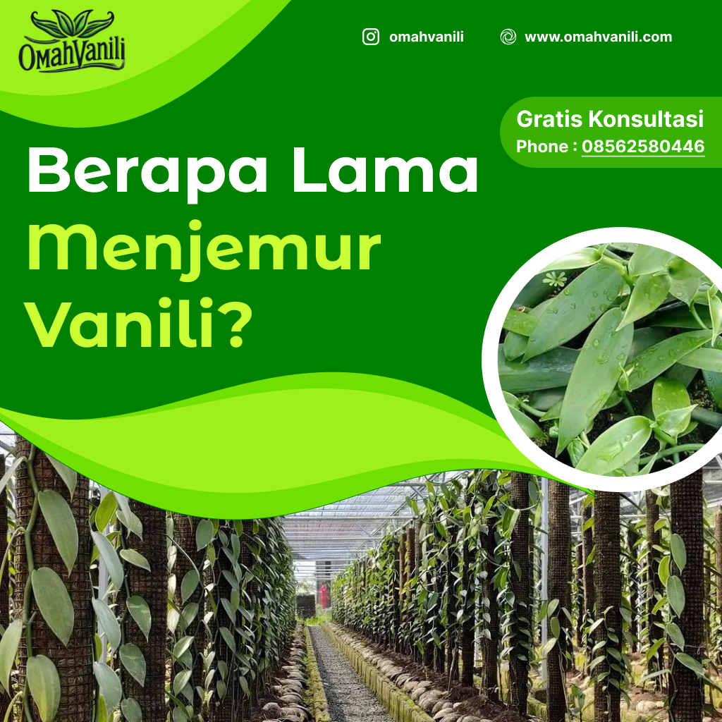 Berapa Lama Menjemur Vanili Agar Hasilnya Sempurna?