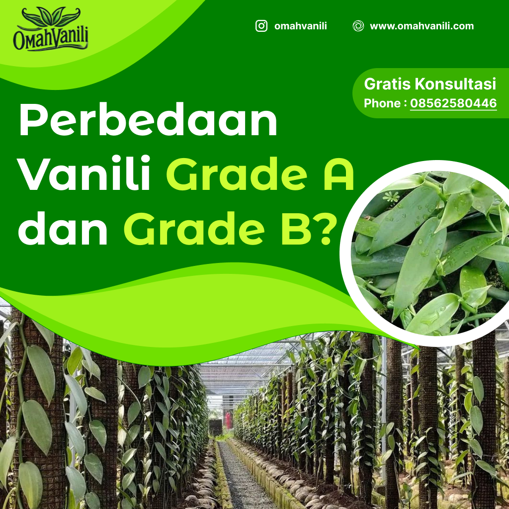 Perbedaan Vanili Grade A dan B: Mana yang Terbaik untuk Masakan Anda?