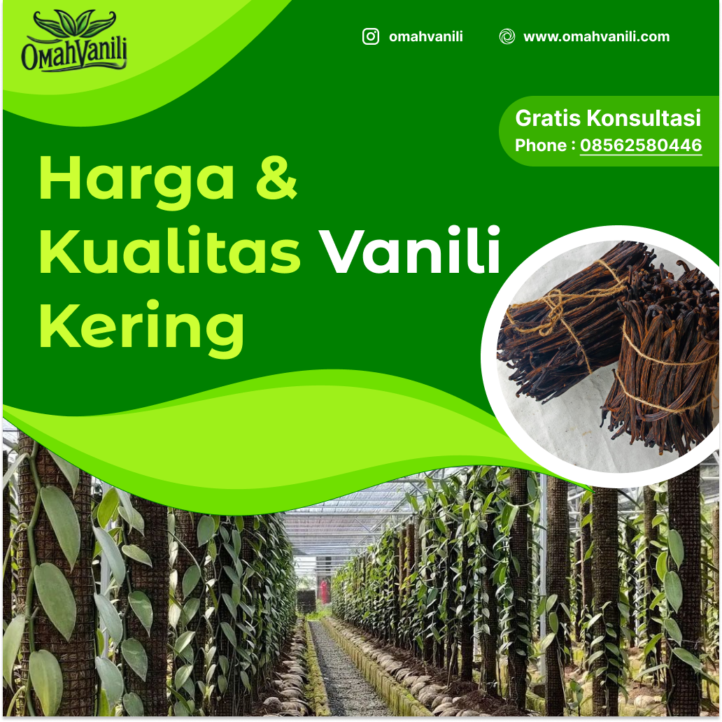 Harga Vanili Kering: Mengetahui Kualitas dan Harga yang Tepat untuk Kebutuhan Anda