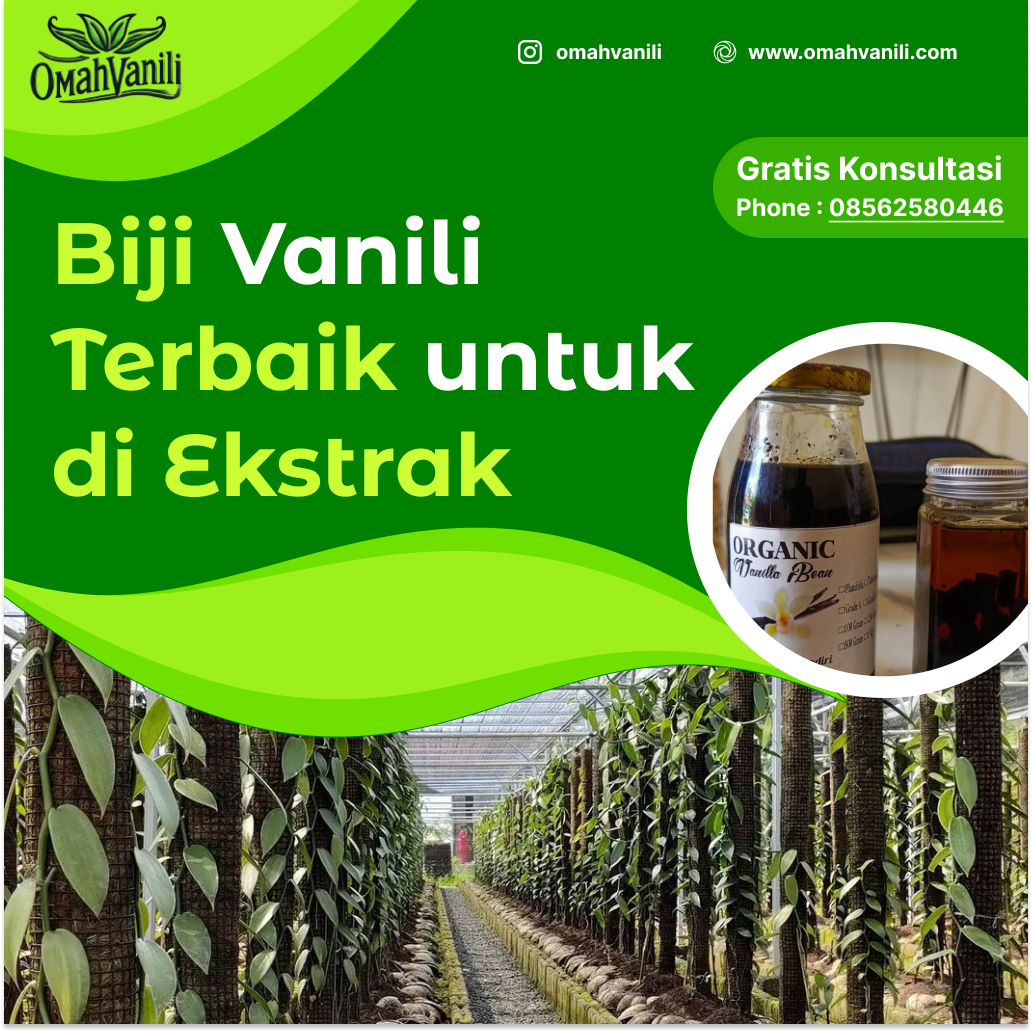 Biji Vanili yang Paling Baik untuk Dijadikan Ekstrak?