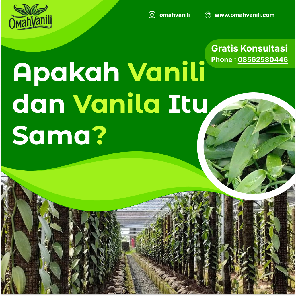 Apakah Vanili dan Vanila Itu Sama? Yuk, Cari Tahu!
