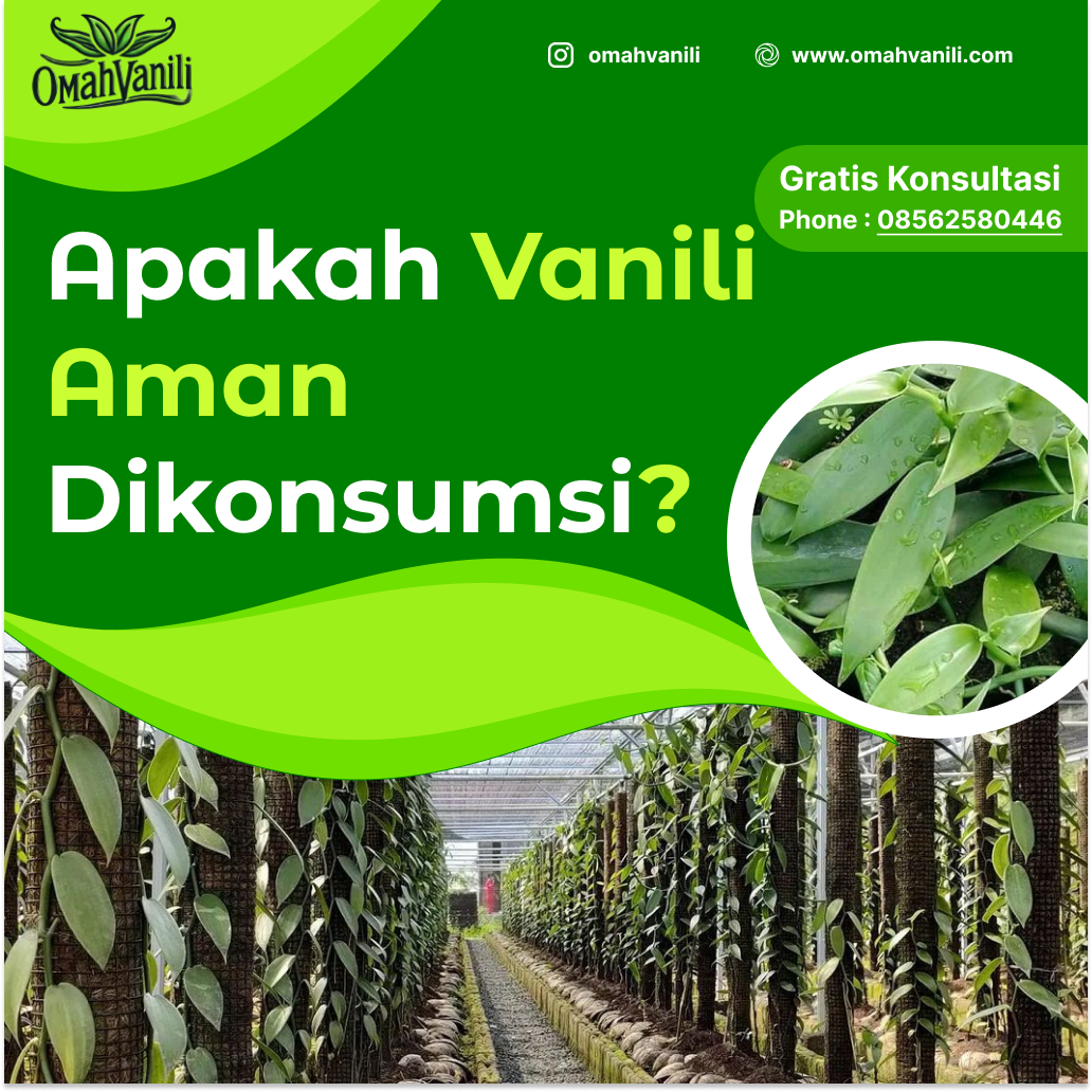 Apakah Vanili Aman untuk Dikonsumsi?