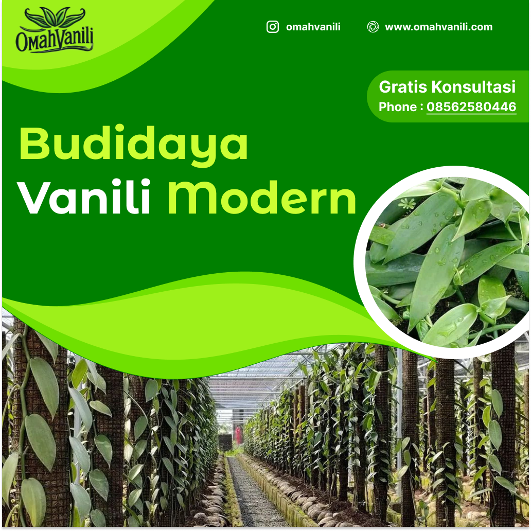 Budidaya Vanili Modern: Peluang Usaha Menguntungkan dengan Teknik Terbaru