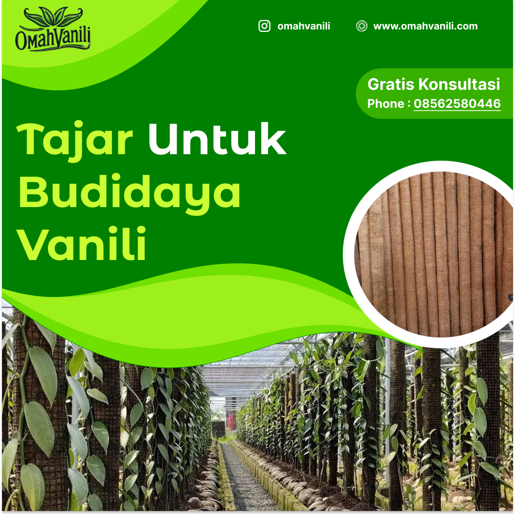 Tajar Vanili Kesuksesan Budidaya Vanili