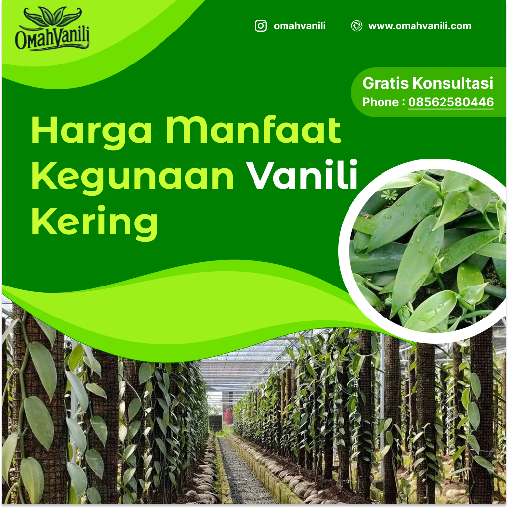 Vanili Kering: Keunggulan, Manfaat, dan Harga Terbaik