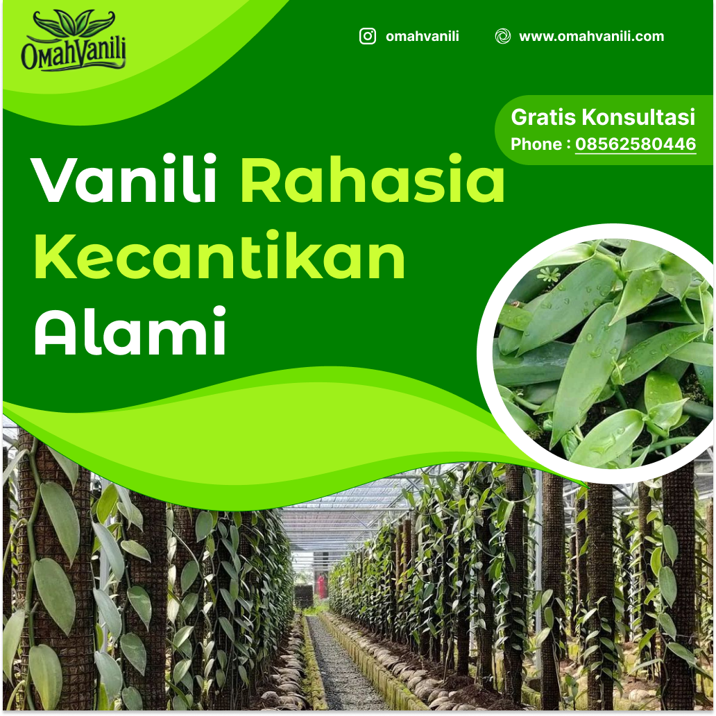 Vanili: Rahasia Kecantikan Alami