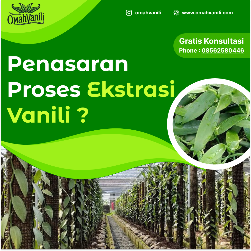 Proses Ekstraksi Vanili: Rahasia Di Balik Aroma yang Khas